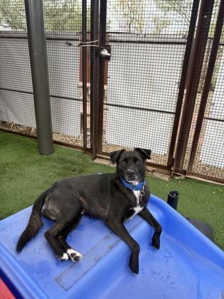 Enlarge Taco *IN FOSTER*, a Adoptable mixed breed in Scottsdale, AZ image 2/2
