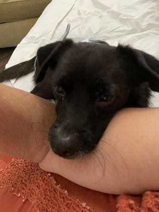 Enlarge Taco  **IN FOSTER**, a Adoptable mixed breed in Scottsdale, AZ image 2/2