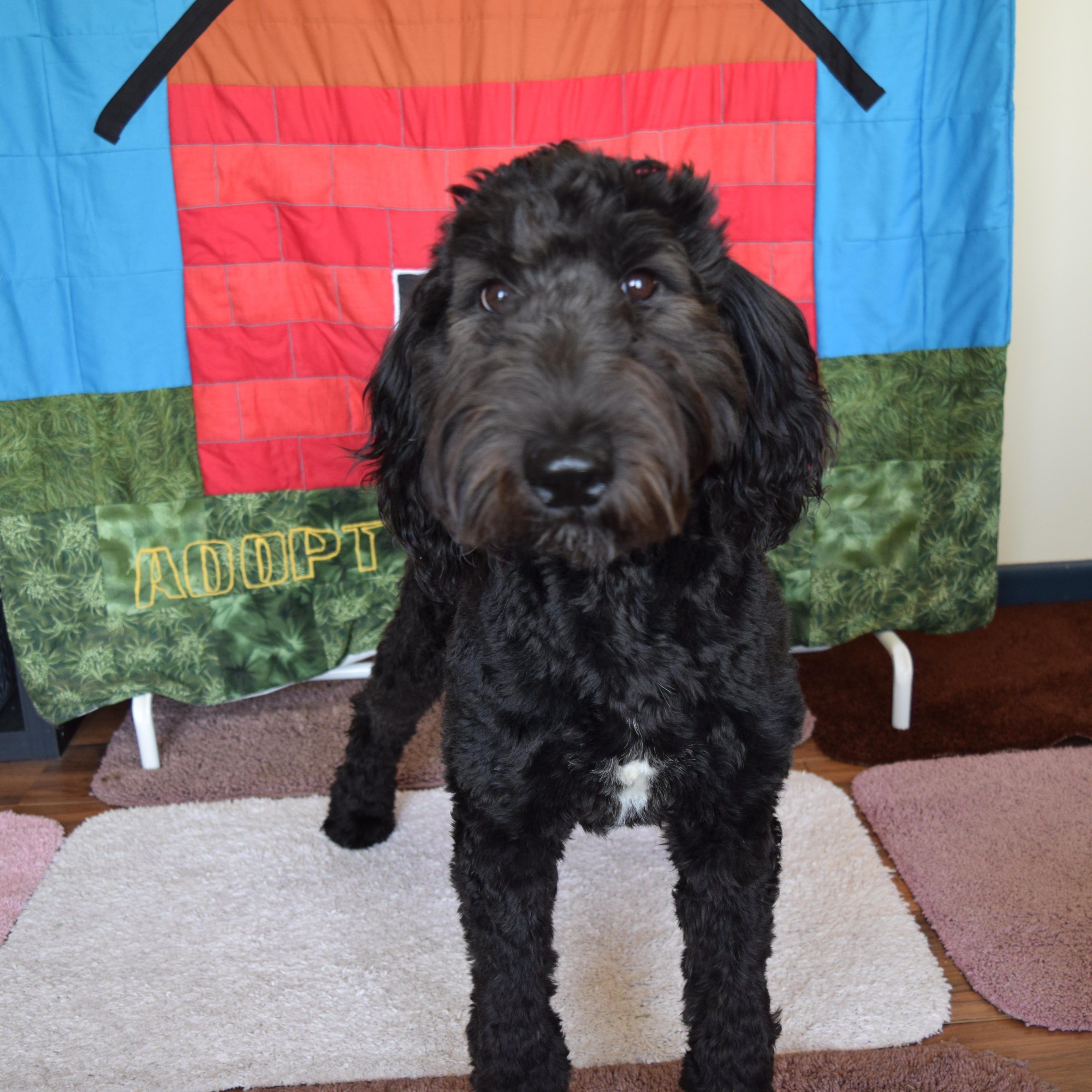 Penny, a ADOPTABLE Sheepadoodle in Rosalia, KS image 1/4
