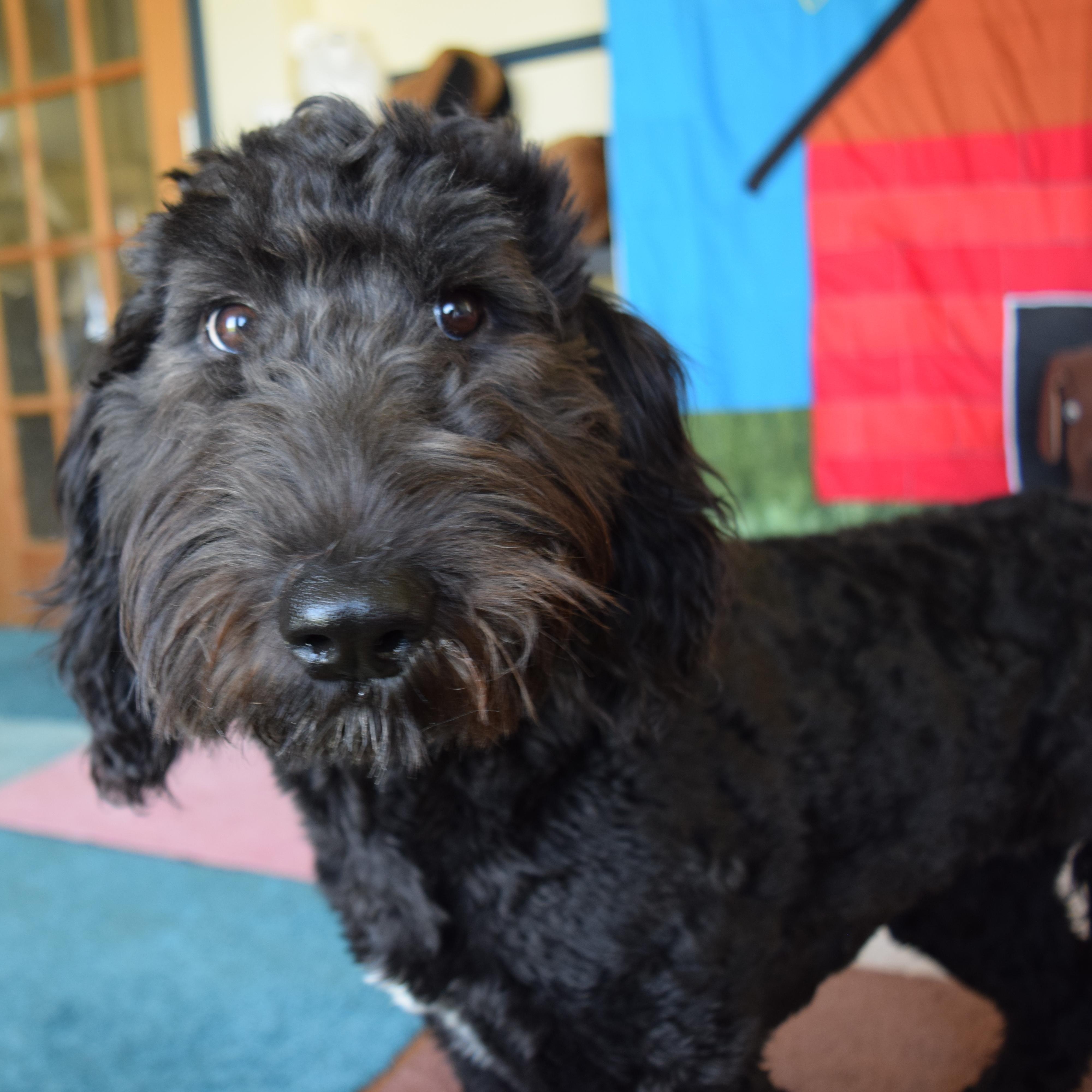 Penny, a ADOPTABLE Sheepadoodle in Rosalia, KS image 3/4