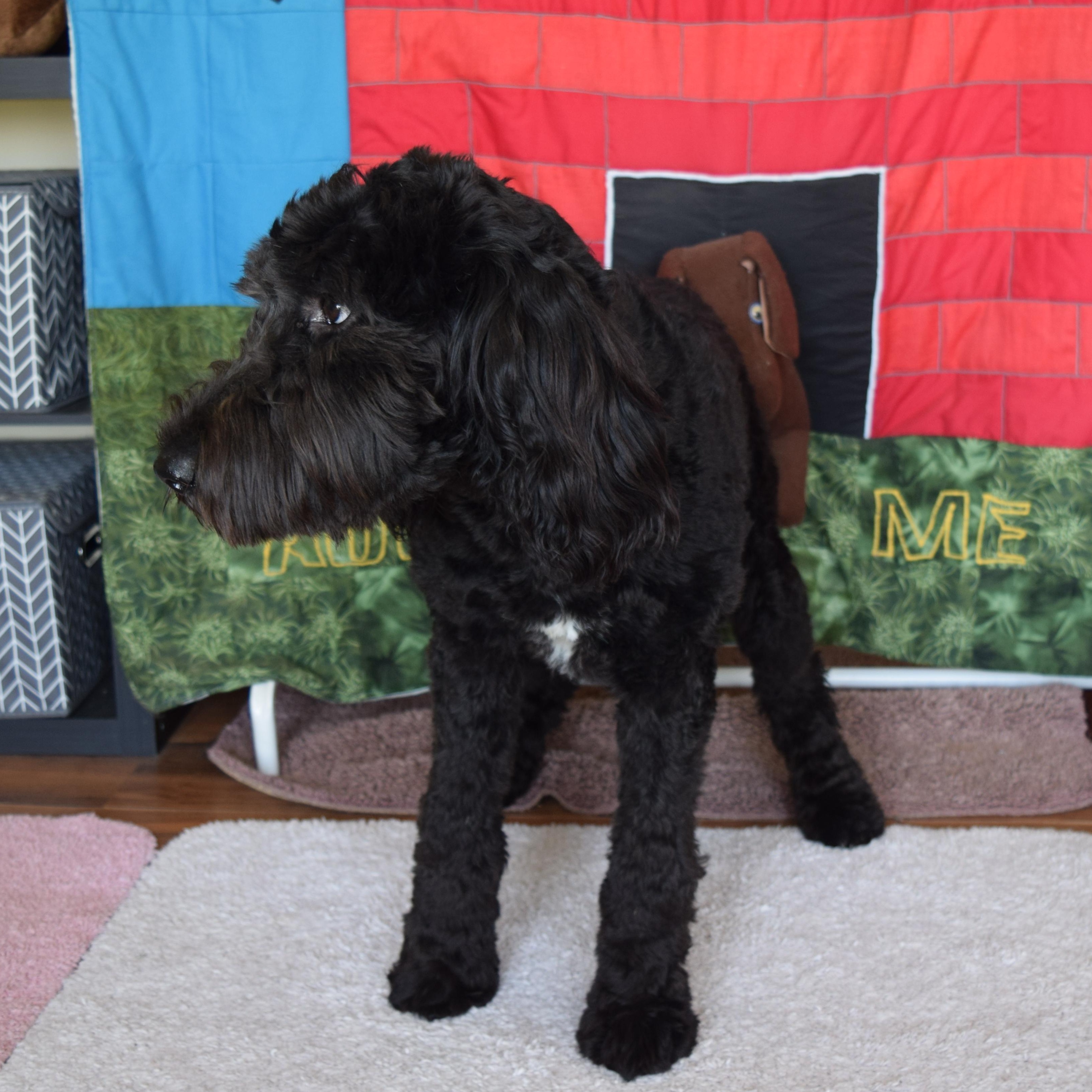 Penny, a ADOPTABLE Sheepadoodle in Rosalia, KS image 2/4