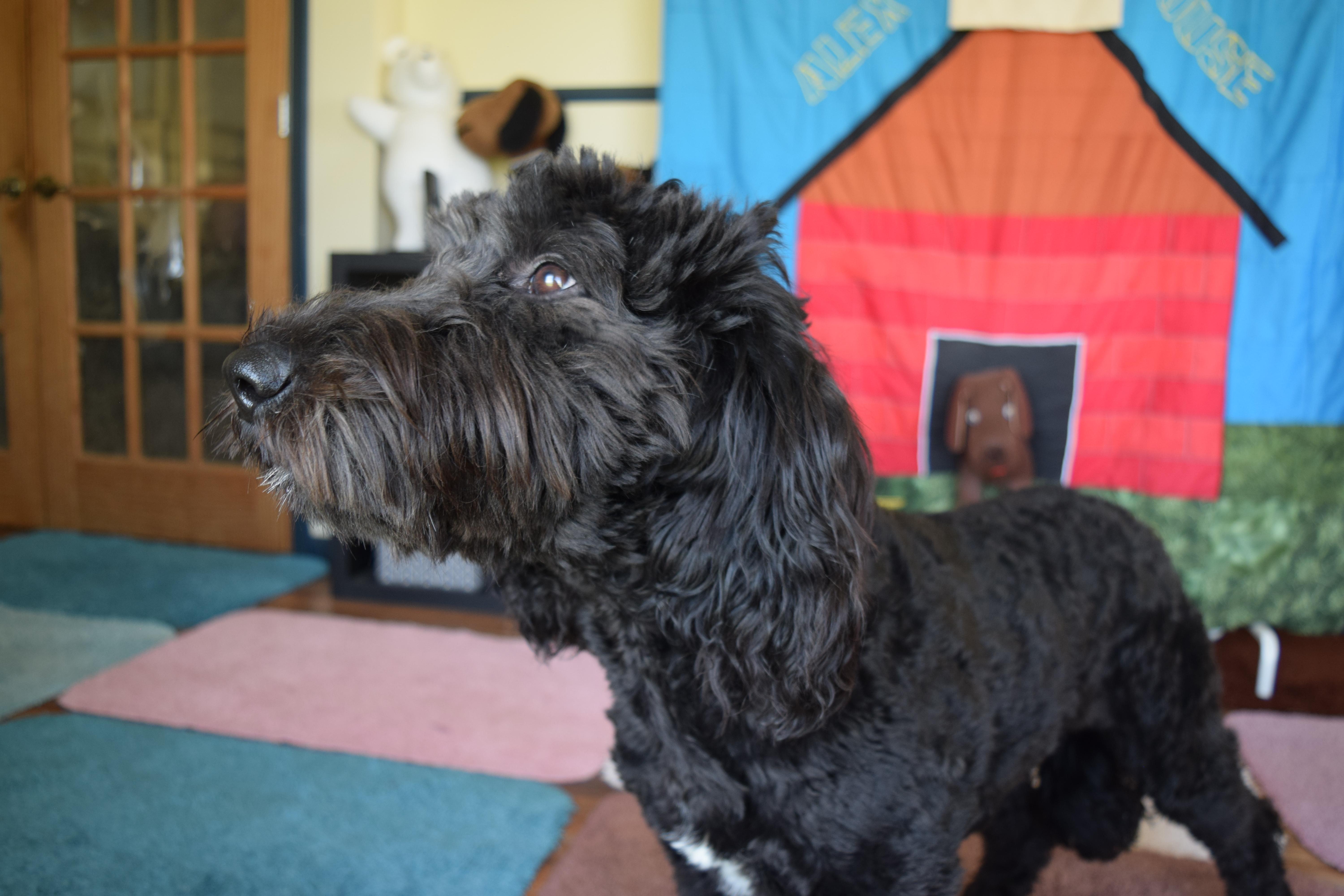 Penny, a ADOPTABLE Sheepadoodle in Rosalia, KS image 4/4