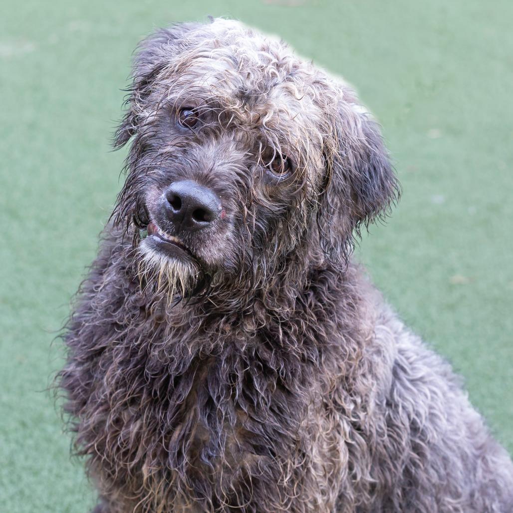 Sprocket, a Adoptable Mixed Breed in Cartersville, GA image 1/4