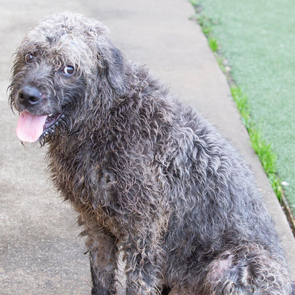 Sprocket, a Adoptable Mixed Breed in Cartersville, GA image 2/4