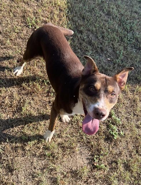 ZAXBY'S, Adoptable, Young Male Pit Bull Terrier.