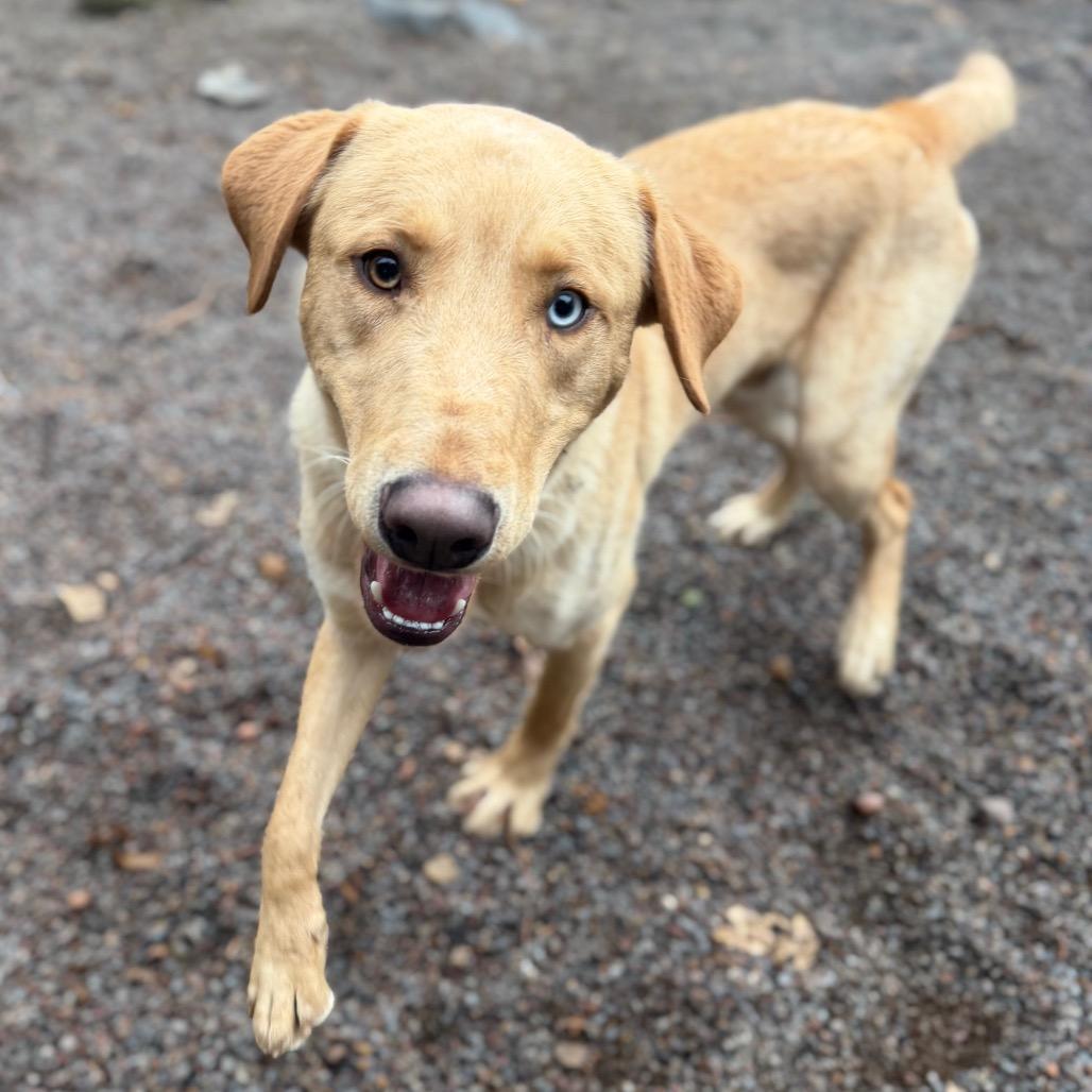 Enlarge Cedar, a Adoptable Yellow Labrador Retriever in Mount Shasta, CA image 2/6