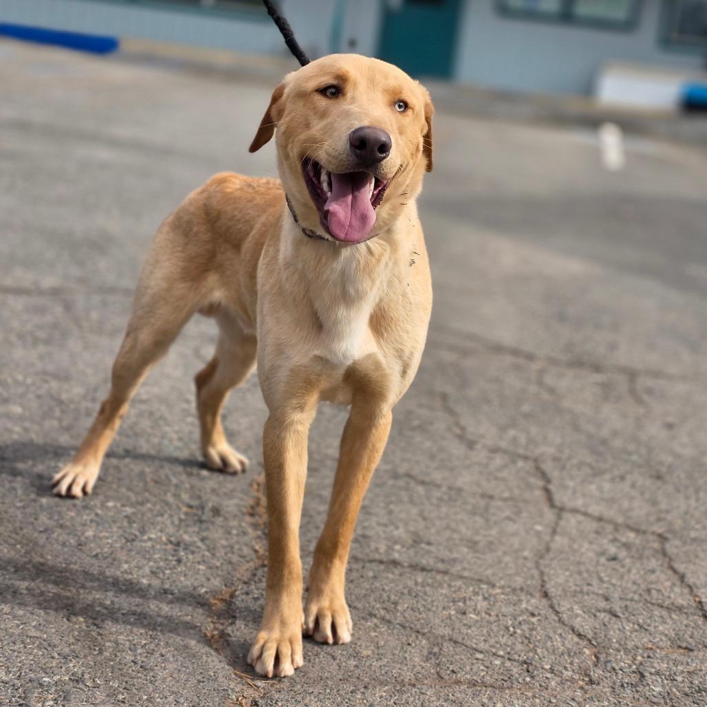 Enlarge Cedar, a Adoptable Yellow Labrador Retriever in Mount Shasta, CA image 3/6