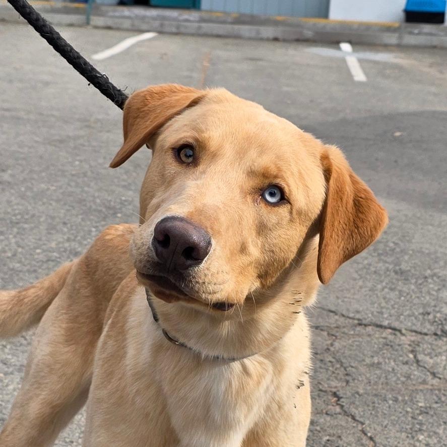 Enlarge Cedar, a Adoptable Yellow Labrador Retriever in Mount Shasta, CA image 5/6