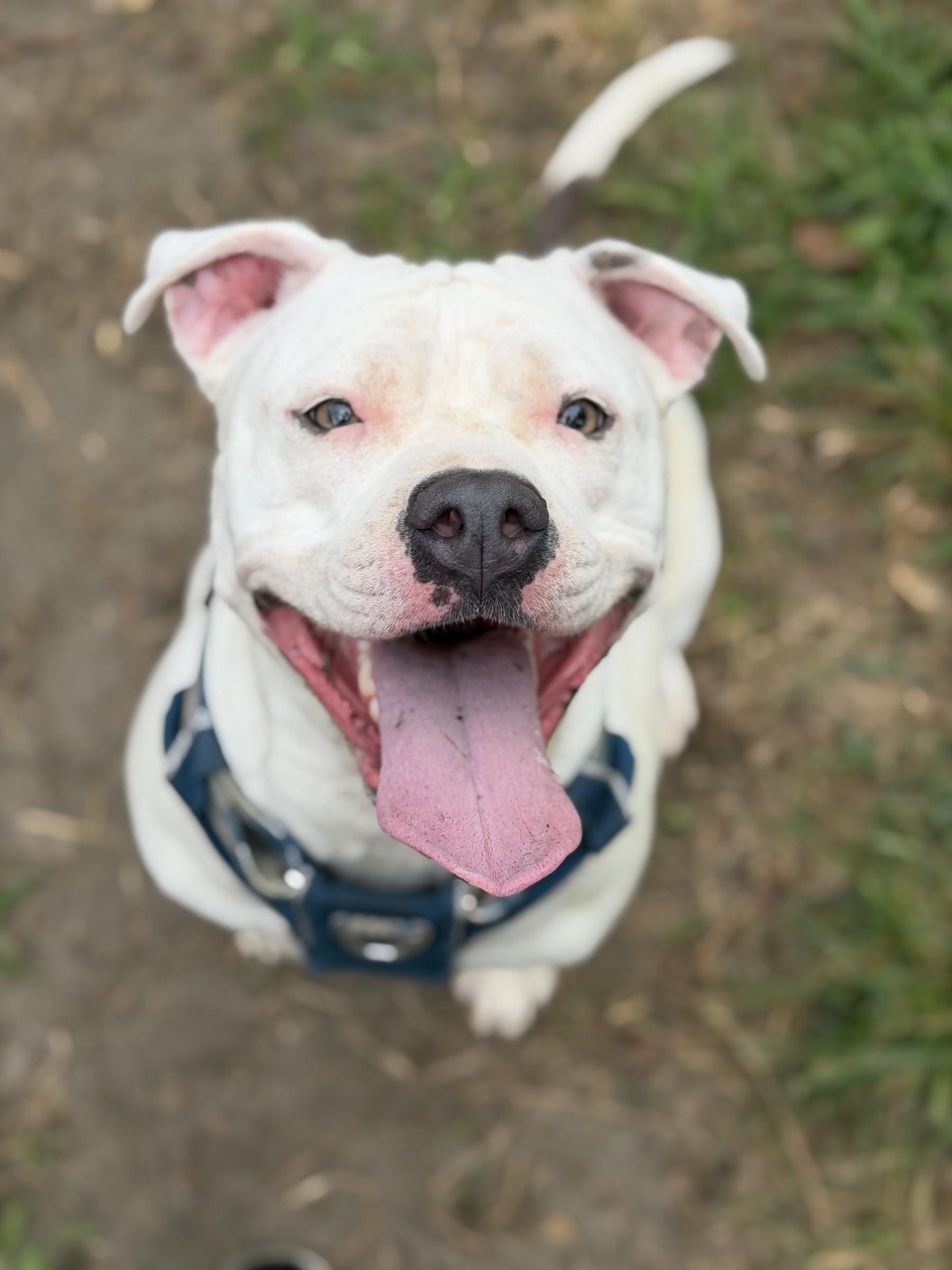 Enlarge Izzy, a Adoptable mixed breed in Petersburg, VA image 6/6