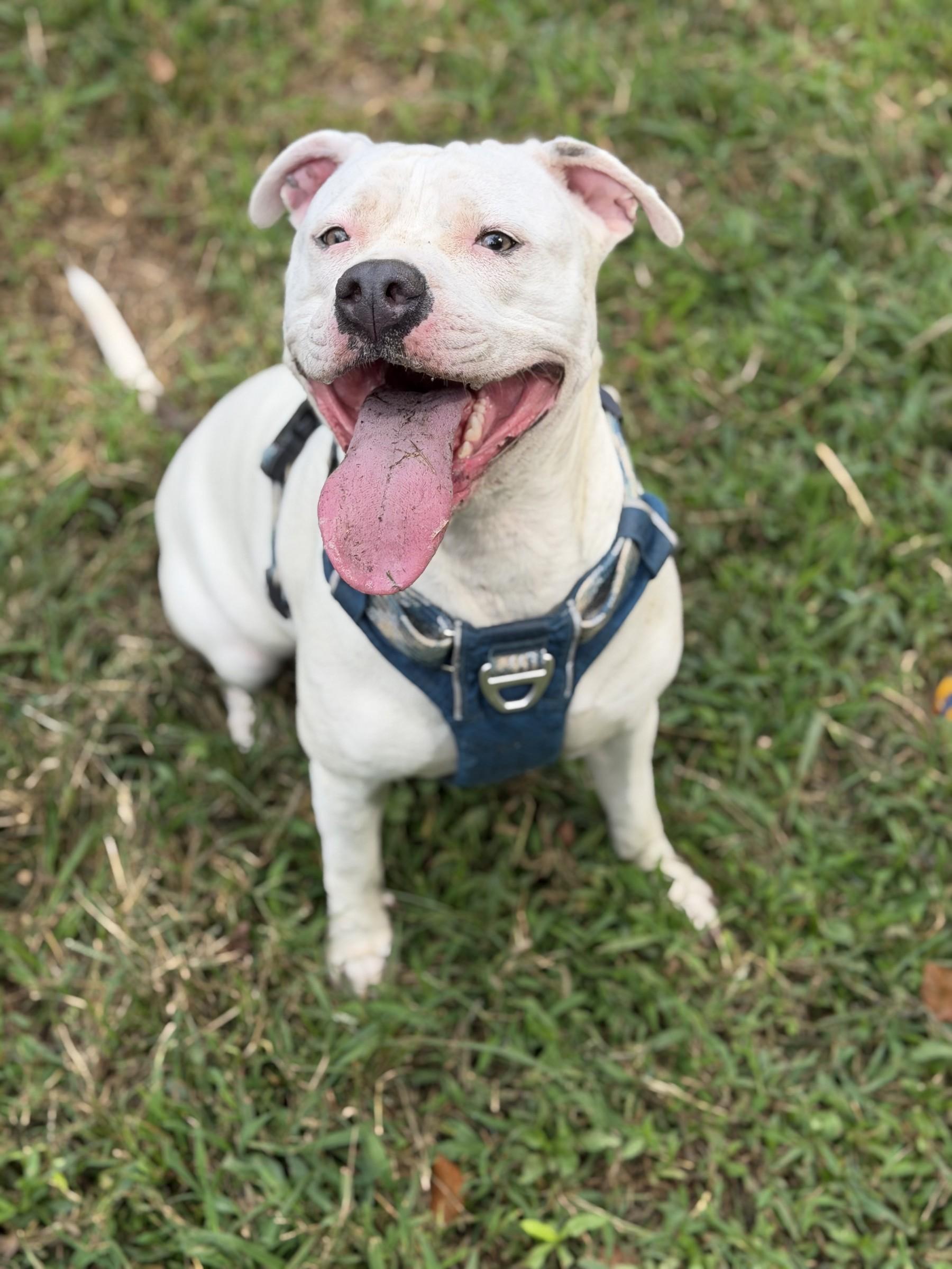 Enlarge Izzy, a Adoptable mixed breed in Petersburg, VA image 3/6