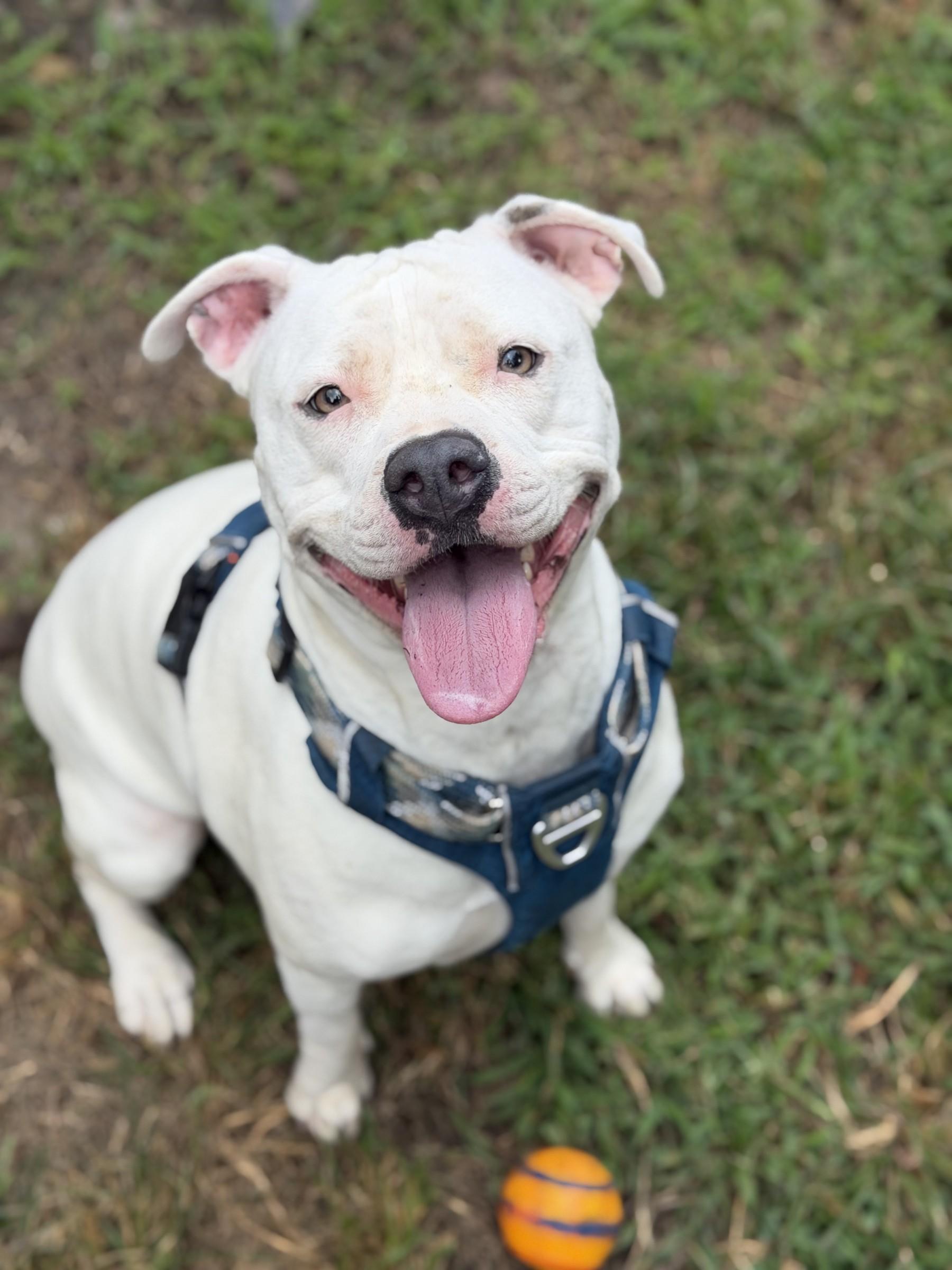 Enlarge Izzy, a Adoptable mixed breed in Petersburg, VA image 2/6