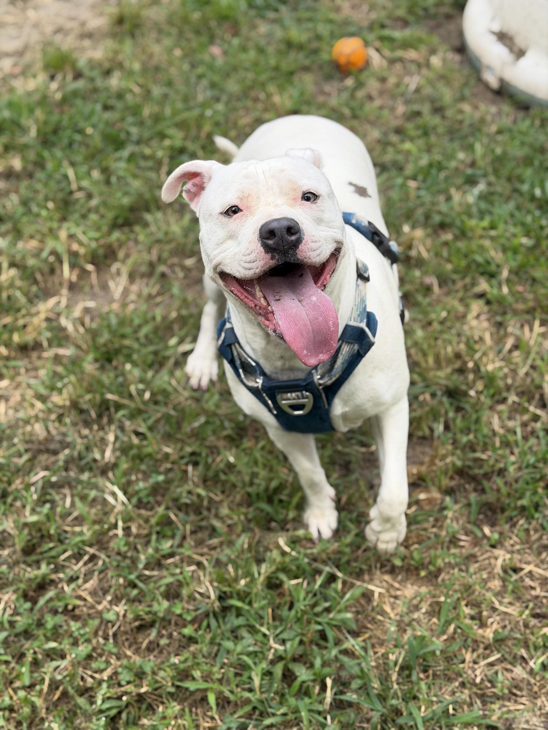 Enlarge Izzy, a Adoptable mixed breed in Petersburg, VA image 5/6
