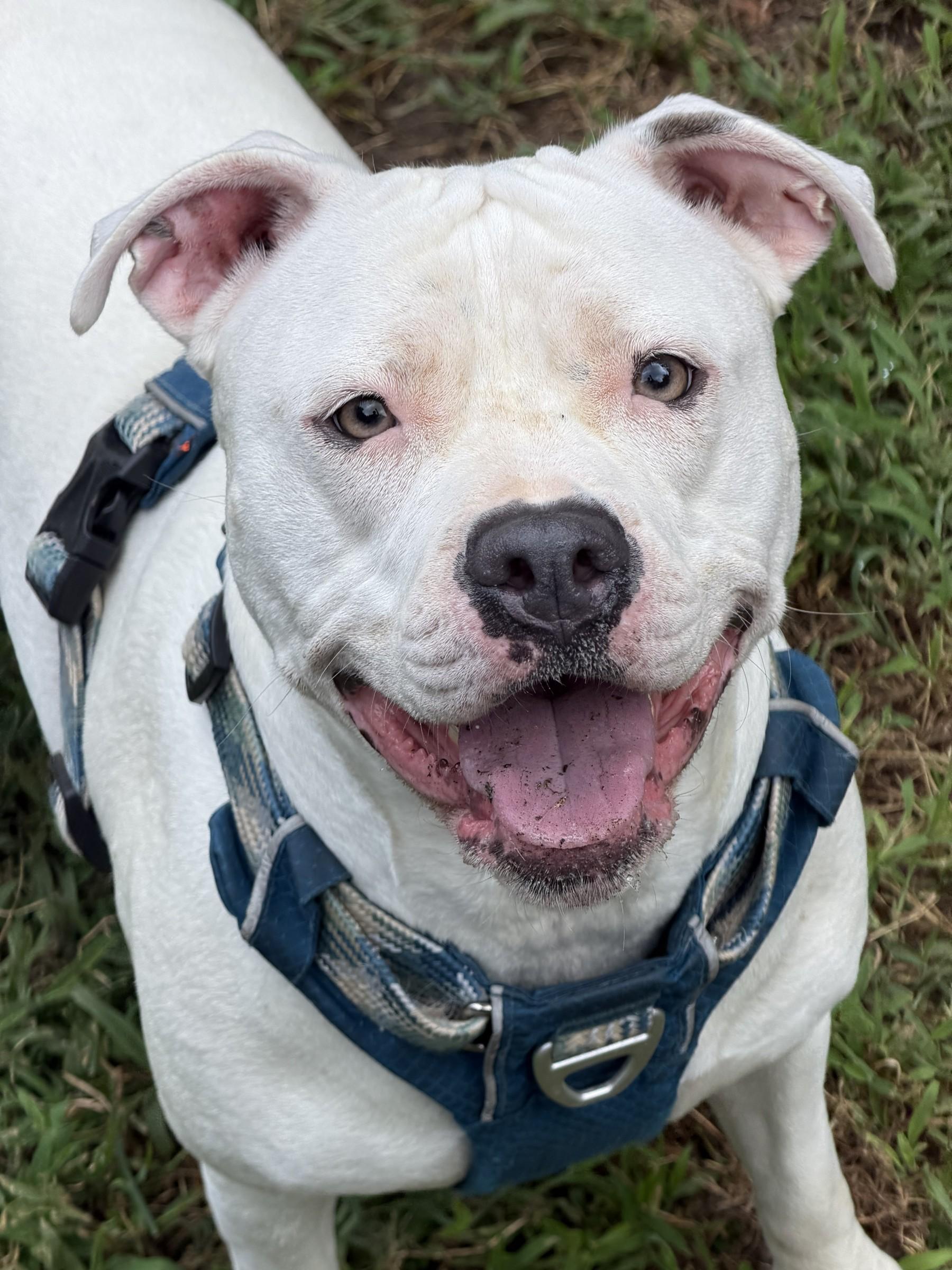 Izzy, Adoptable, Adult Female Pit Bull Terrier & American Bulldog.
