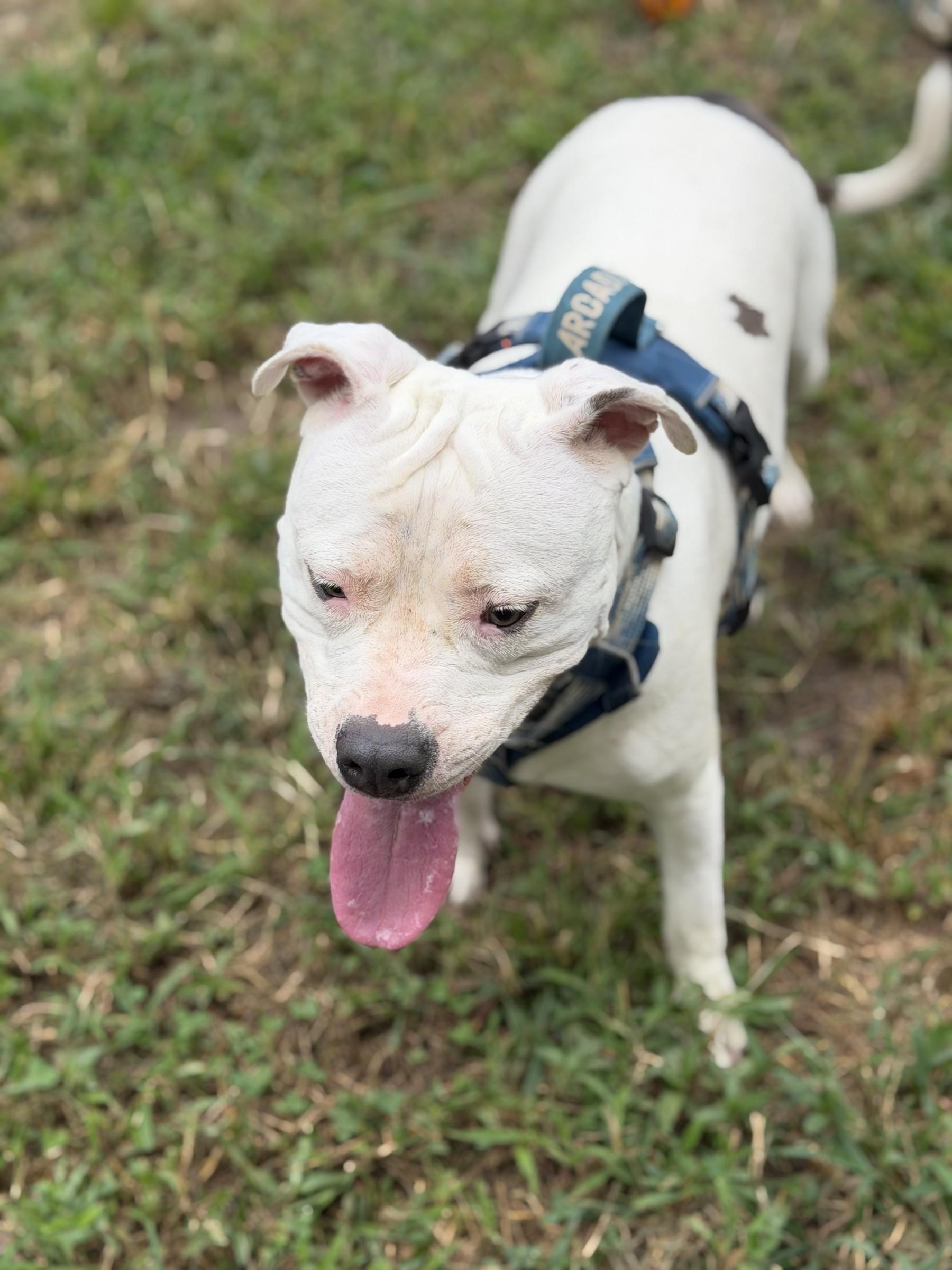 Enlarge Izzy, a Adoptable mixed breed in Petersburg, VA image 4/6