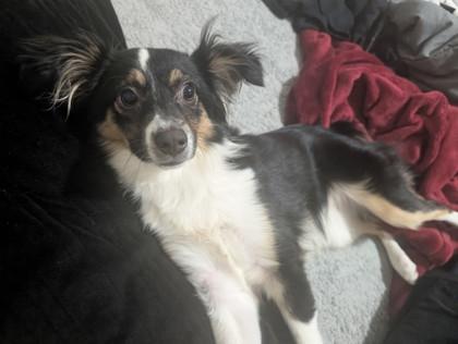 Enlarge Fig, a Adoptable Australian Shepherd in Divide, CO image 1/1