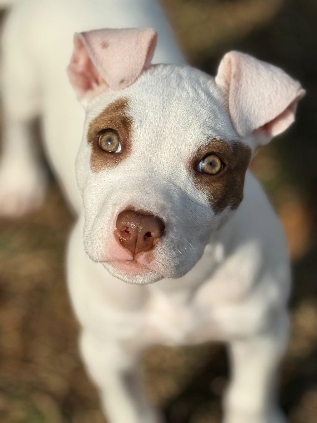 Enlarge Jade, a ADOPTABLE mixed breed in charleston, SC image 1/1