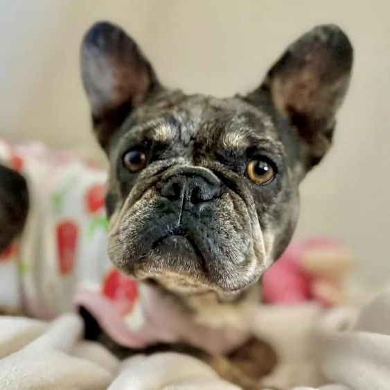 Maggie
