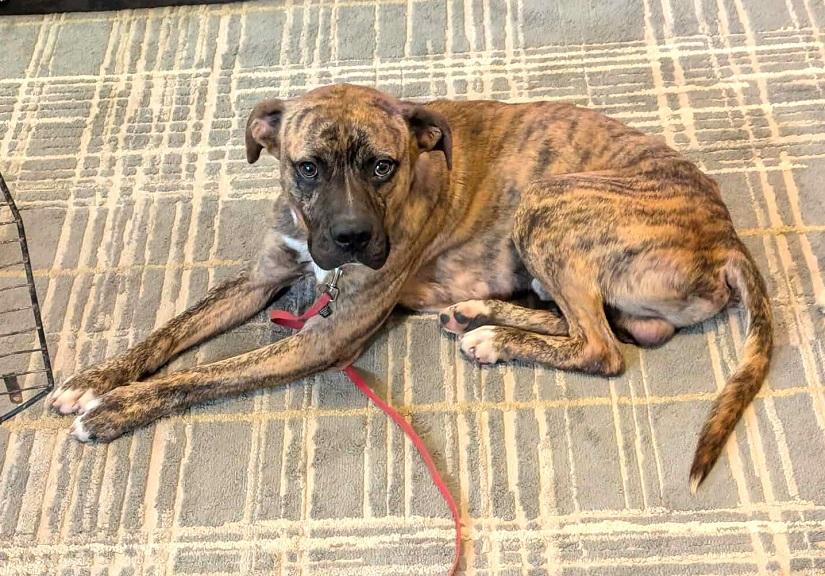 Enlarge SHADOW, a ADOPTABLE Boxer in Pegram, TN image 1/6