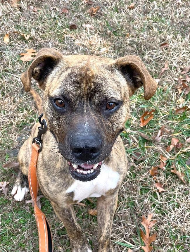 SHADOW, adoptable, Adult Male Boxer.