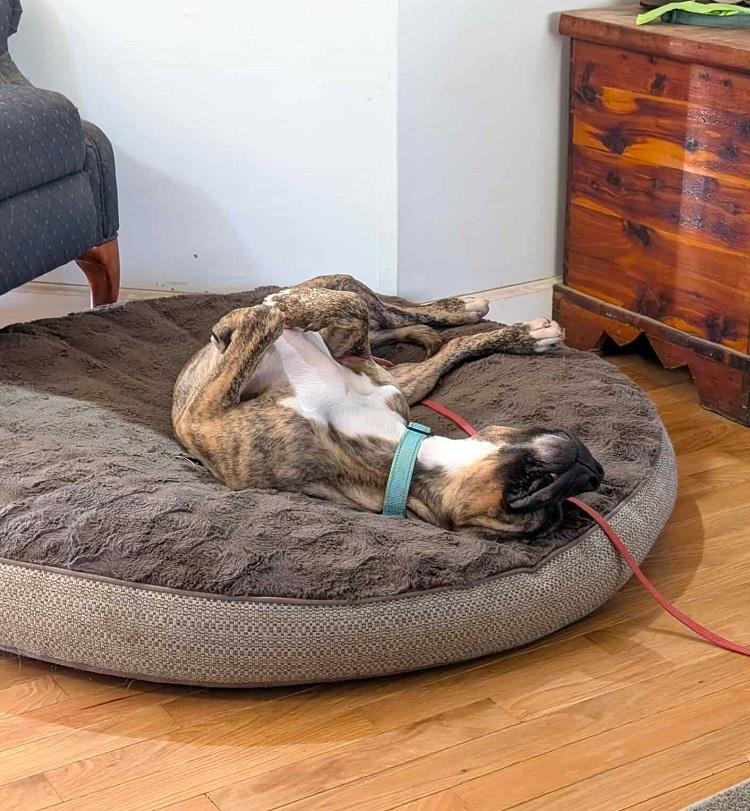 Enlarge SHADOW, a ADOPTABLE Boxer in Pegram, TN image 2/6