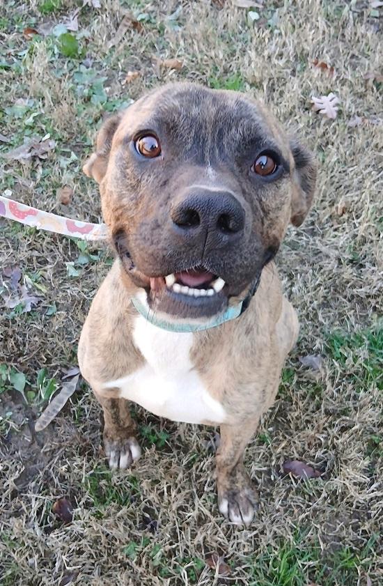 Enlarge SHADOW, a ADOPTABLE Boxer in Pegram, TN image 3/6