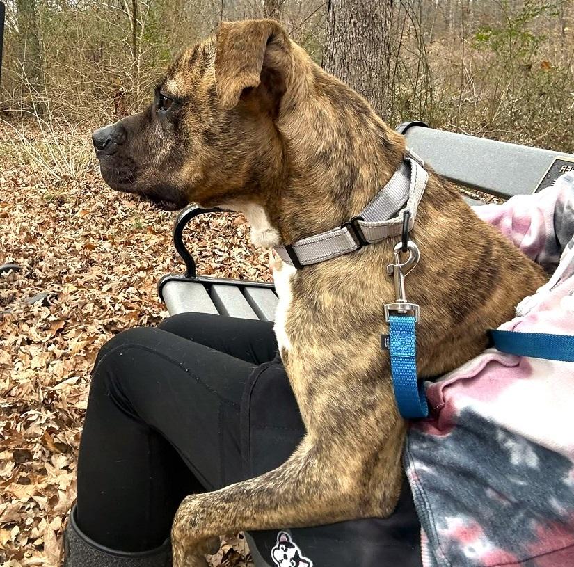 Enlarge SHADOW, an adoptable Boxer in Pegram, TN image 3/6