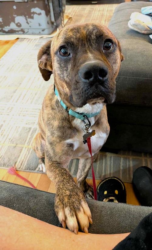 Enlarge SHADOW, a ADOPTABLE Boxer in Pegram, TN image 4/6