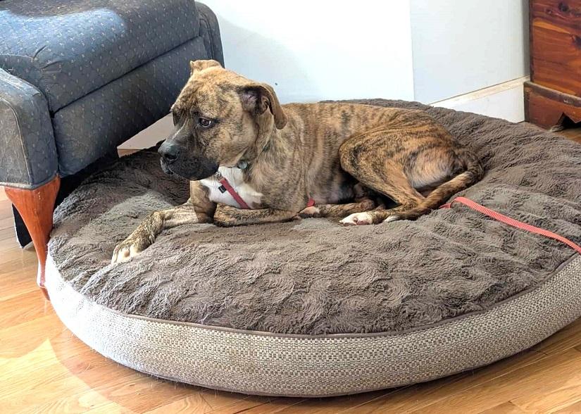 SHADOW, adoptable, Adult Male Boxer.