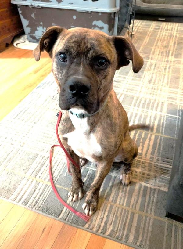 Enlarge SHADOW, a ADOPTABLE Boxer in Pegram, TN image 6/6