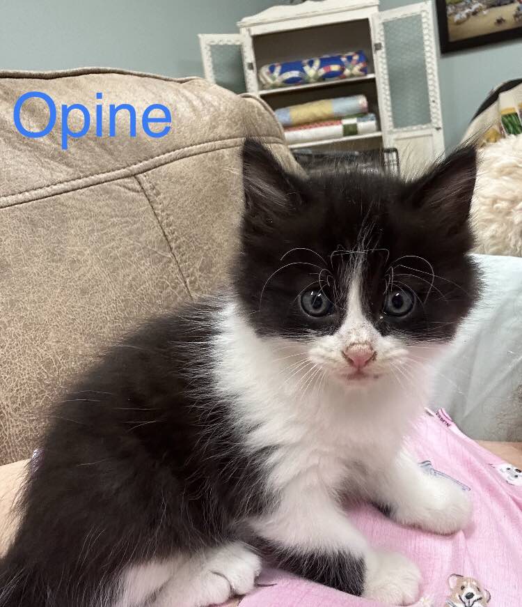 Enlarge Opine, a Adopted Domestic Short Hair in Opp, AL image 2/4