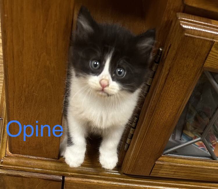 Enlarge Opine, a Adopted Domestic Short Hair in Opp, AL image 4/4