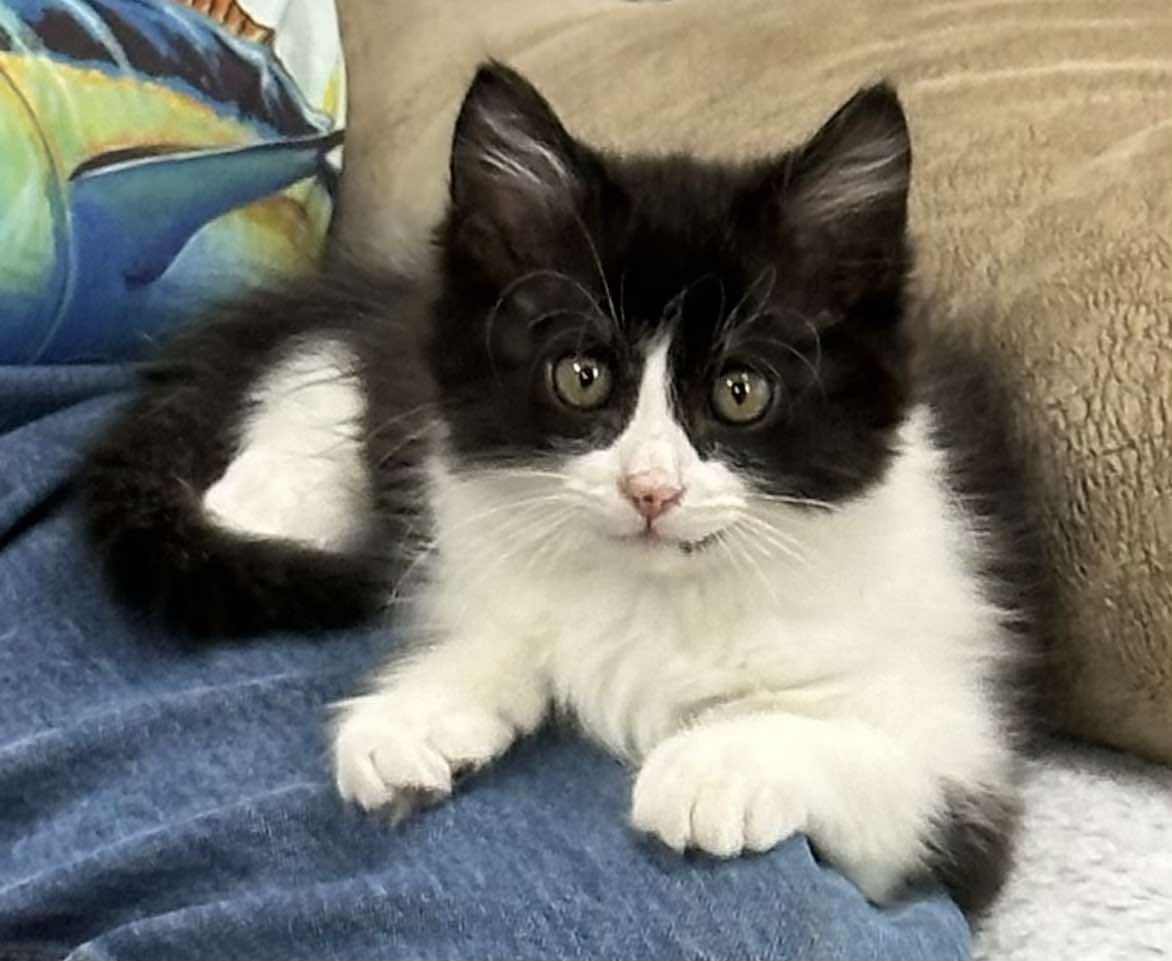 Opine, Adopted, Kitten Male Domestic Short Hair.