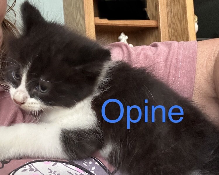 Enlarge Opine, a Adopted Domestic Short Hair in Opp, AL image 3/4