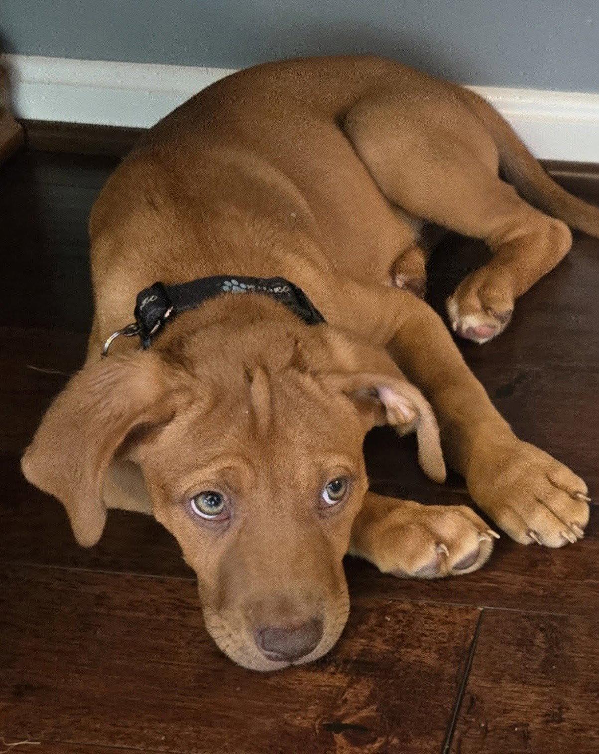 Terra, Adoptable, Puppy Female Labrador Retriever & Doberman Pinscher.