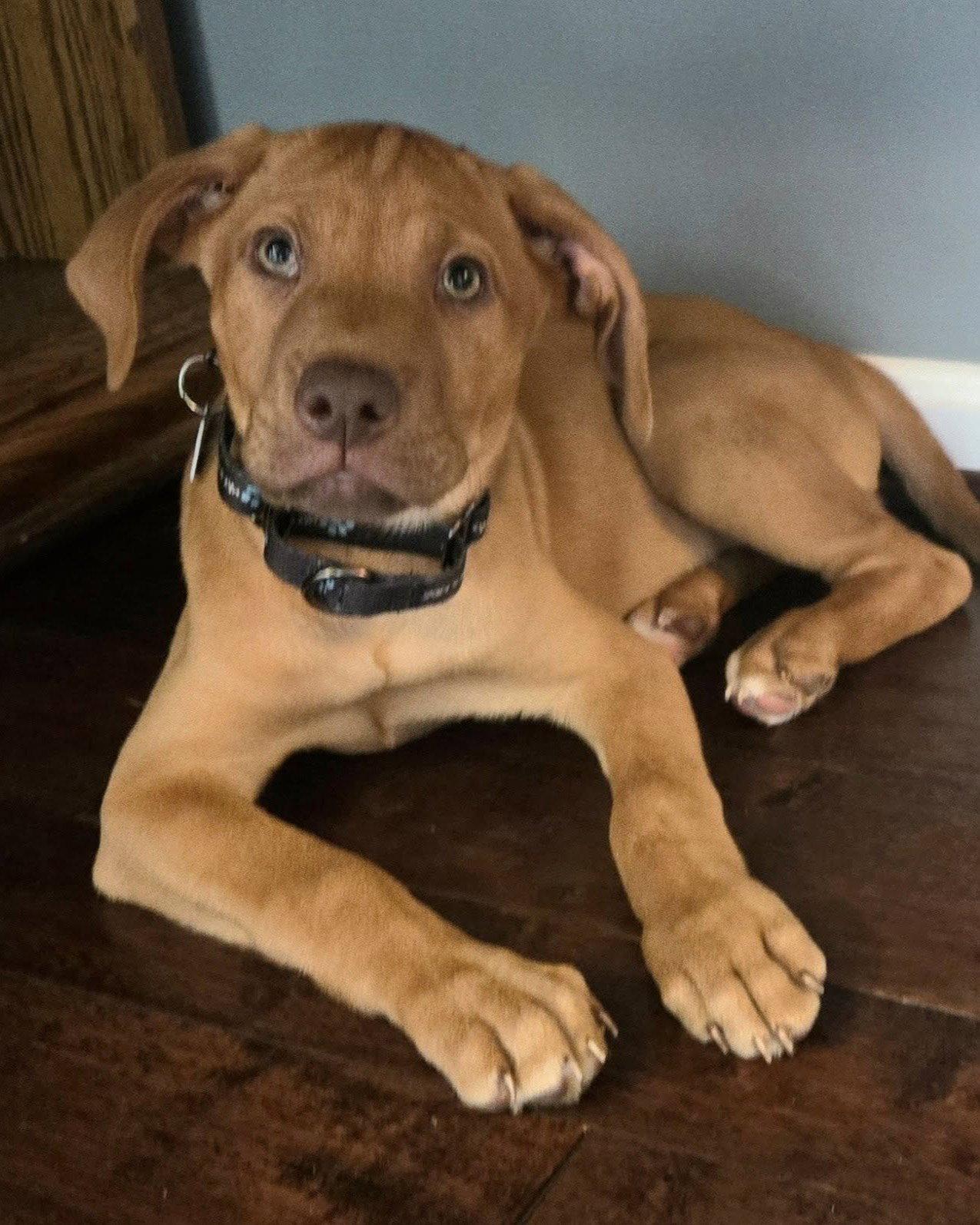 Enlarge Terra, a Adoptable mixed breed in Spotsylvania, VA image 2/3