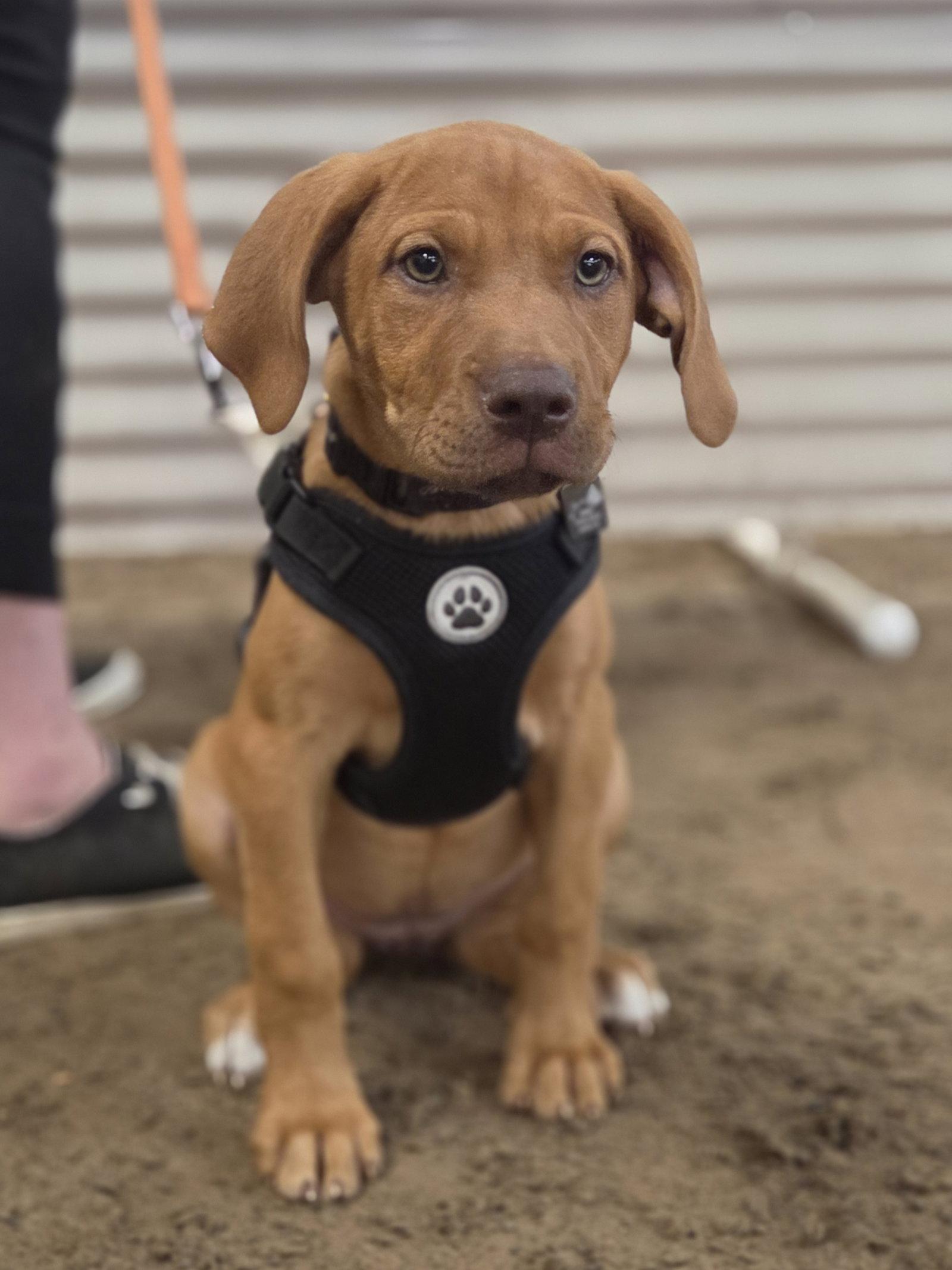Enlarge Terra, a Adoptable mixed breed in Spotsylvania, VA image 3/3