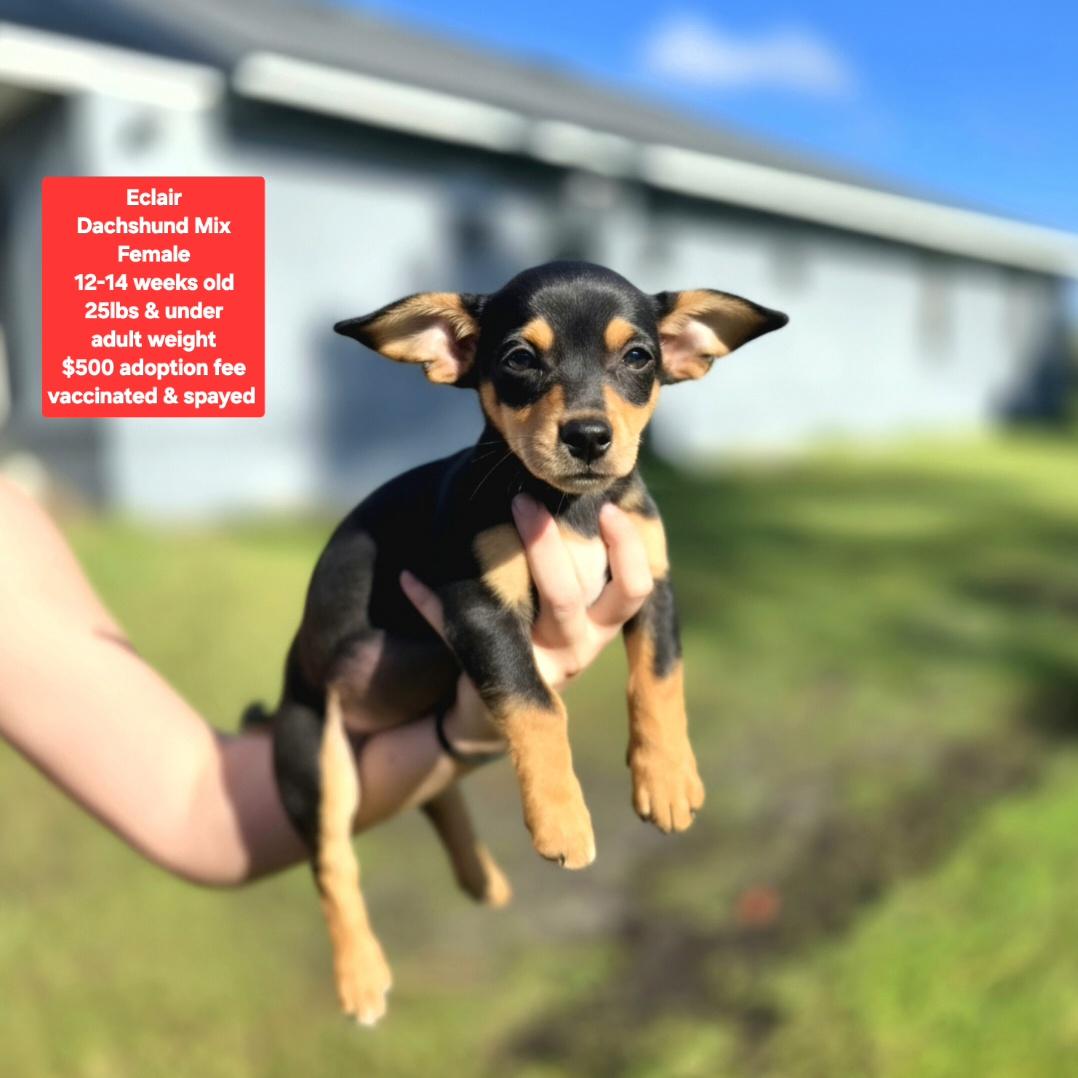Enlarge Eclair, a Adopted mixed breed in Oviedo, FL image 1/1