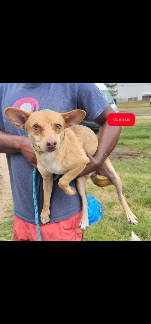 Graham, an adoptable Rat Terrier & Chihuahua Mix in whitestown, IN_image-1