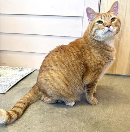 Enlarge CHEETO, an adopted mixed breed in Fernandina Beach, FL image 3/3