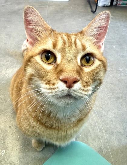 Enlarge CHEETO, an adopted mixed breed in Fernandina Beach, FL image 2/3