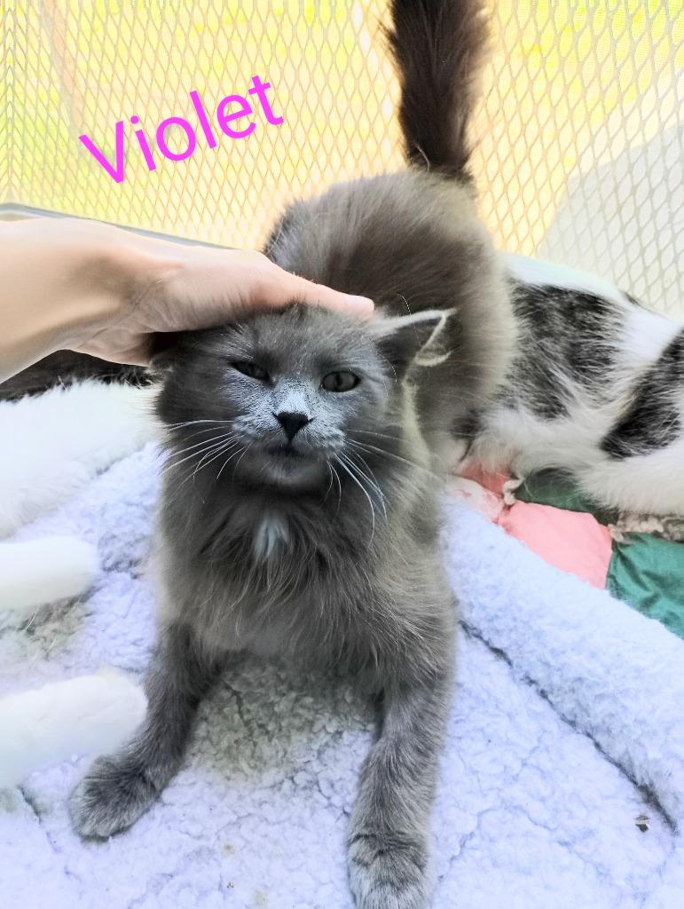 Violet, Adoptable, Young Female Domestic Medium Hair.