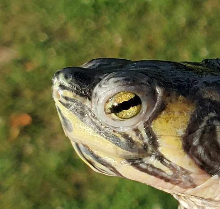Trevor Y Slider , a Adoptable Yellow-Bellied Slider in Harrisburg, PA image 1/5