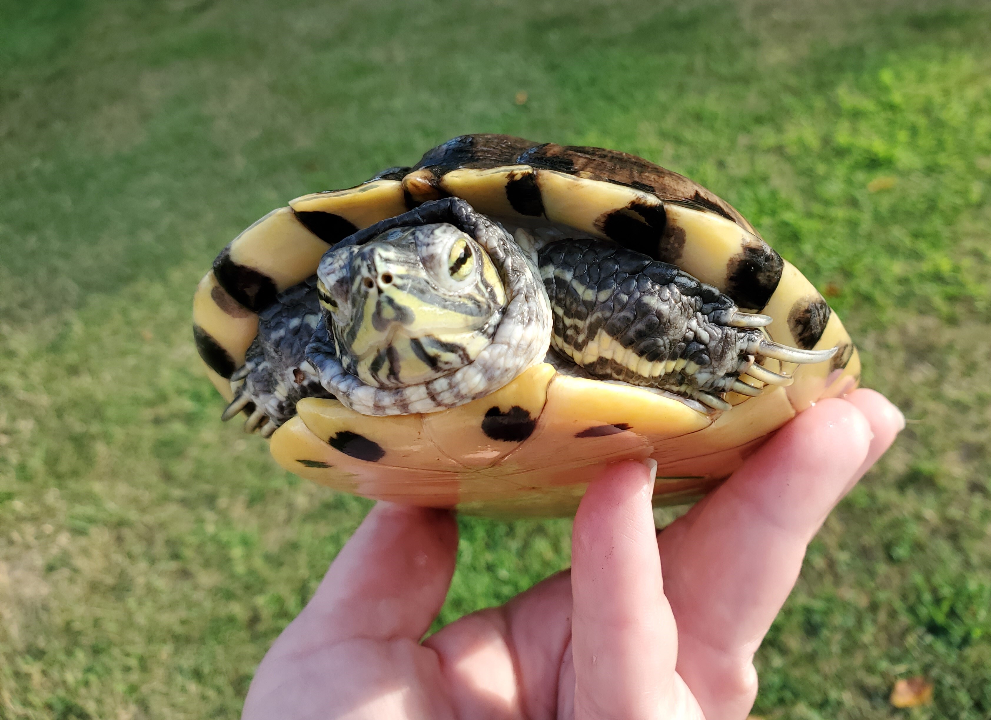 Trevor Y Slider , a Adoptable Yellow-Bellied Slider in Harrisburg, PA image 2/5