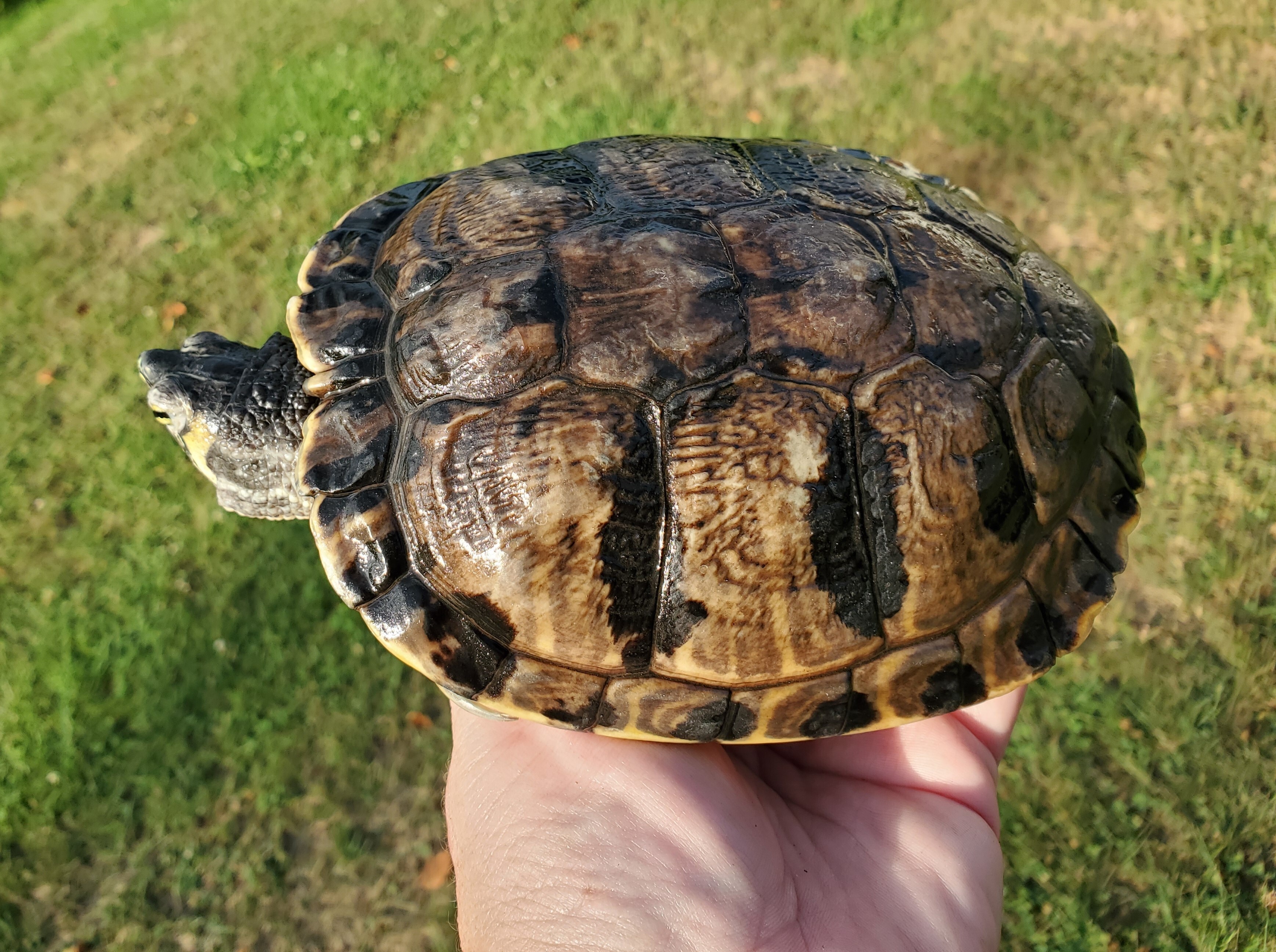 Trevor Y Slider , a Adoptable Yellow-Bellied Slider in Harrisburg, PA image 3/5
