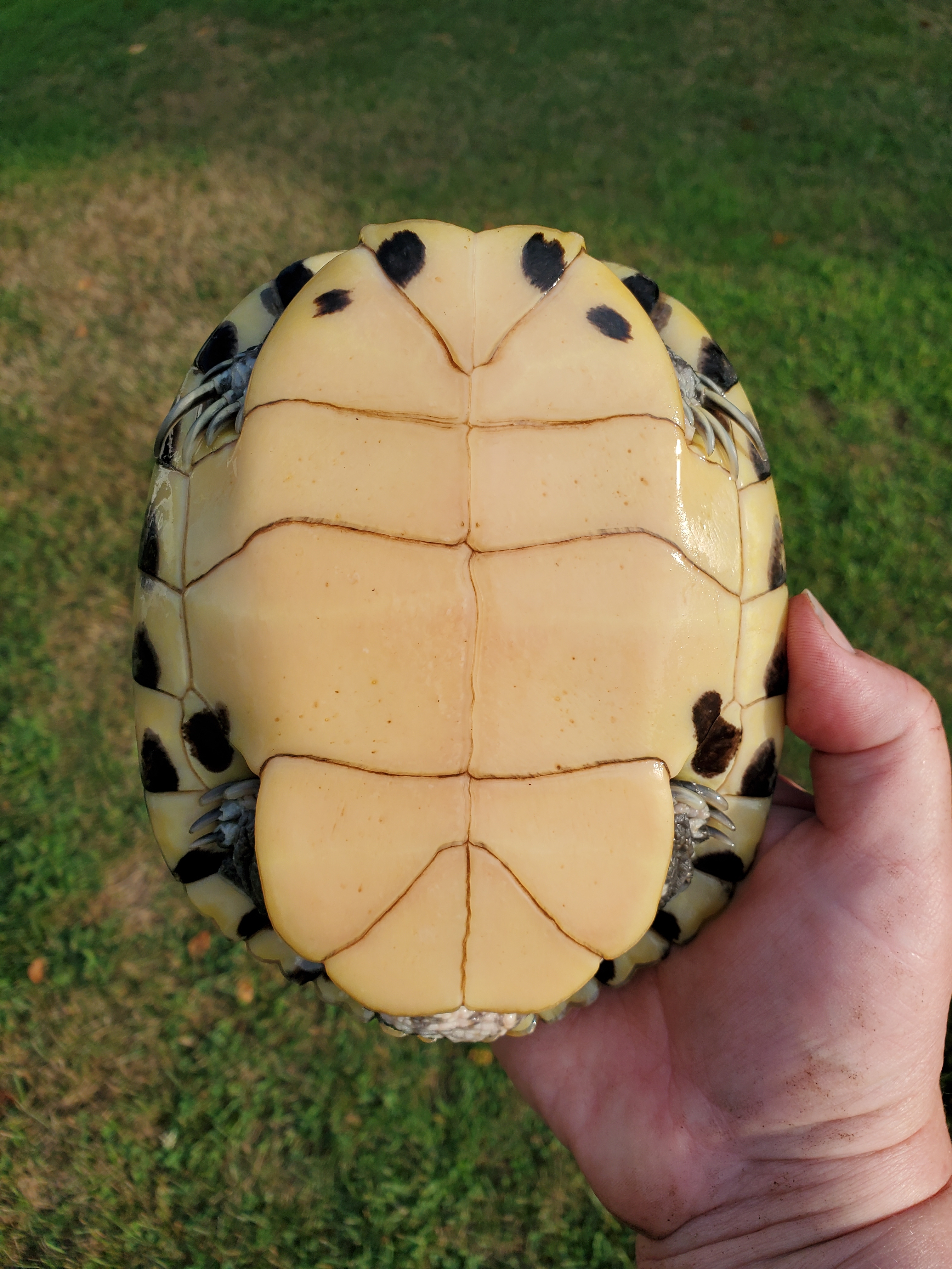 Trevor Y Slider , a Adoptable Yellow-Bellied Slider in Harrisburg, PA image 5/5
