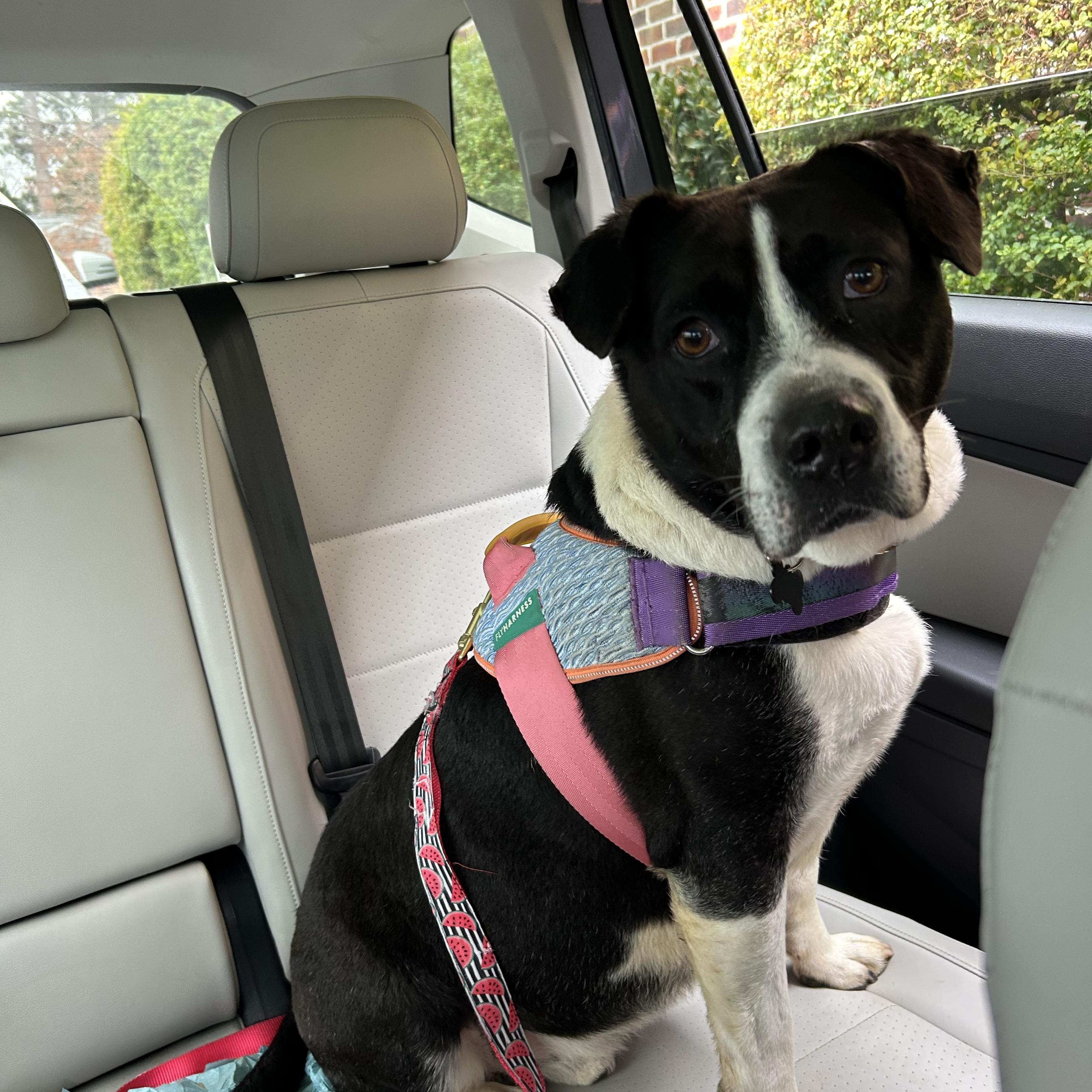 Governor — thumbnail 6