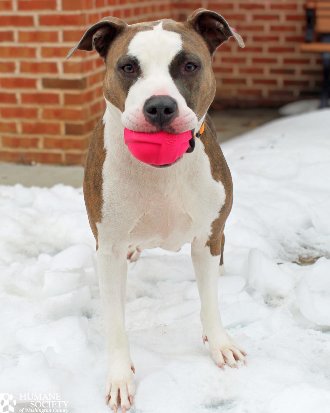 Enlarge HONEY, a Adoptable Pit Bull Terrier in Hagerstown, MD image 1/1