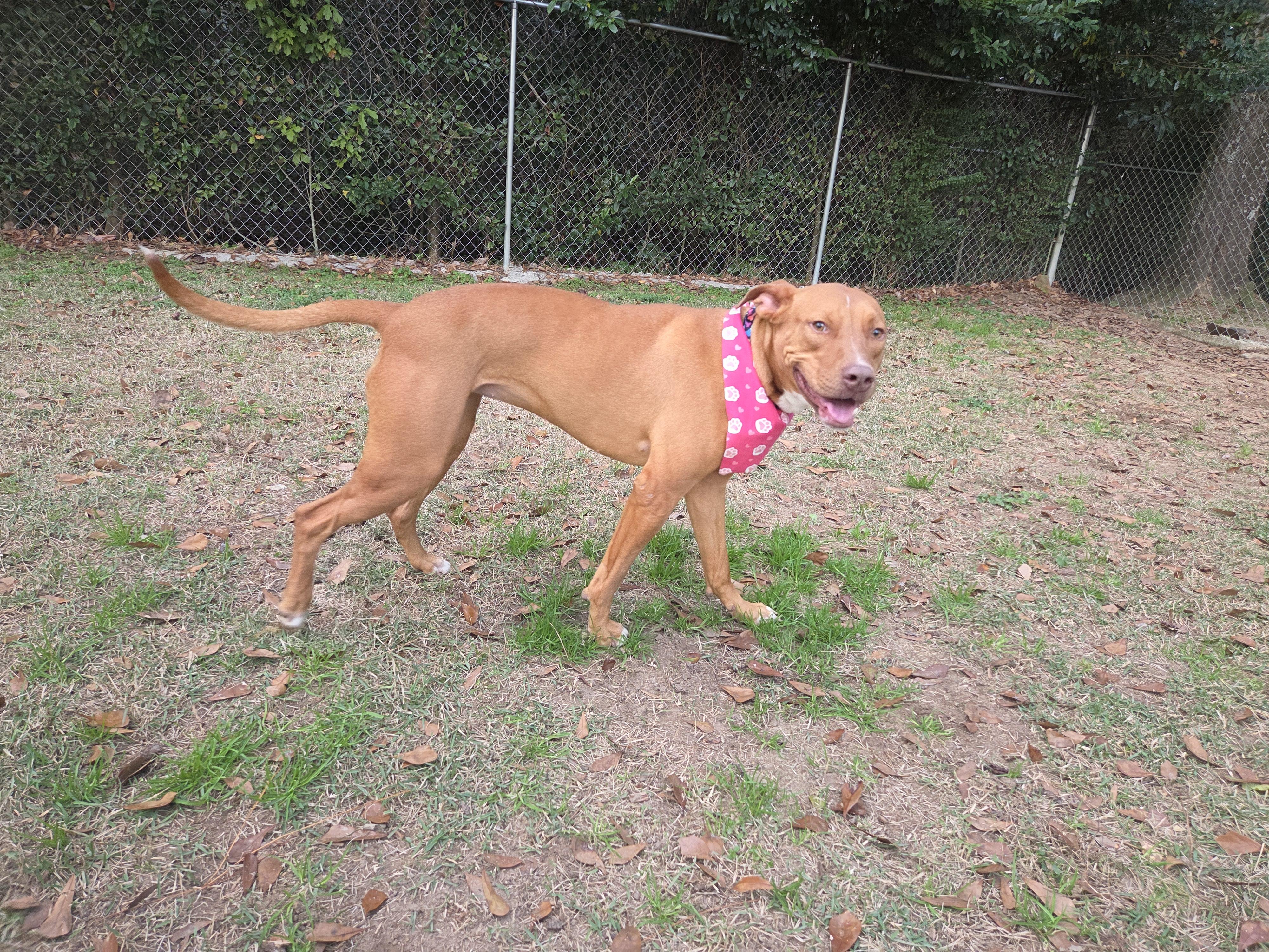 Enlarge Tina, a Adoptable mixed breed in Farmington, CT image 2/6