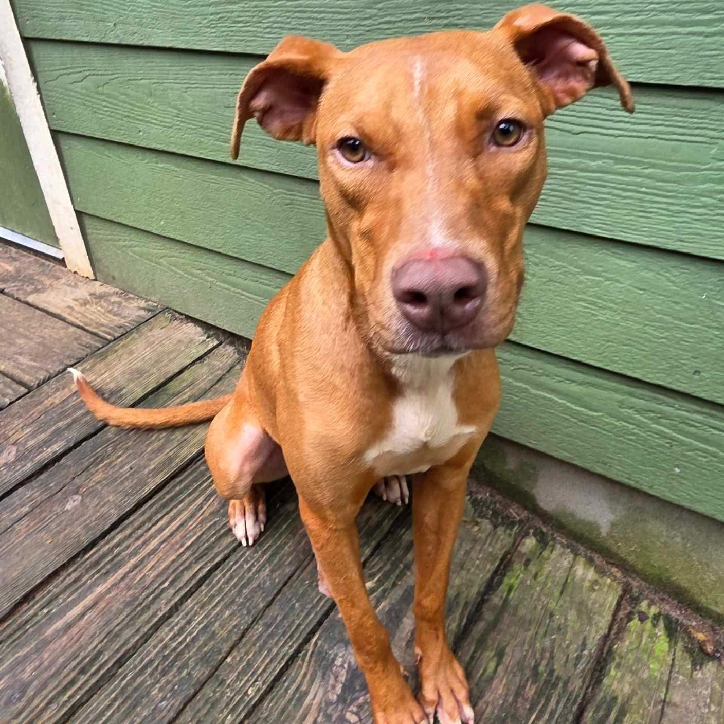 Enlarge Tina, a Adoptable mixed breed in Farmington, CT image 4/6