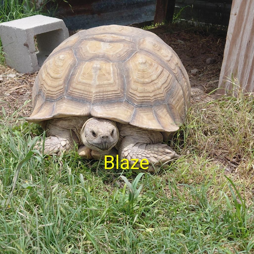 Blaze, Adoptable, Senior Female Sulcata.